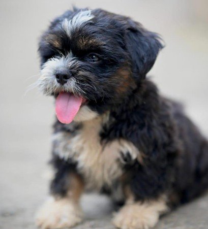 Purchase KCI Registered Lhasa Apso Puppy from Vizag